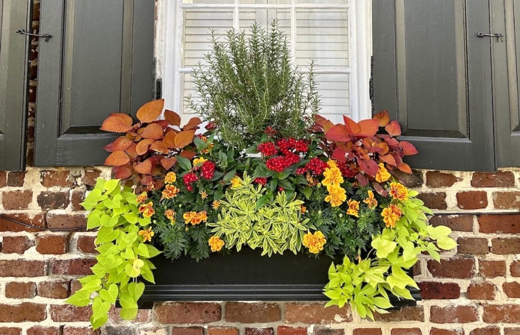 charleston window box