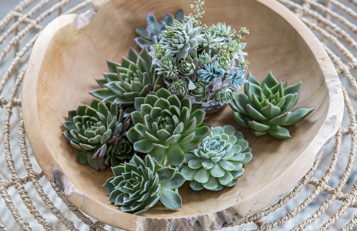 Wooden center piece bowl with succulents