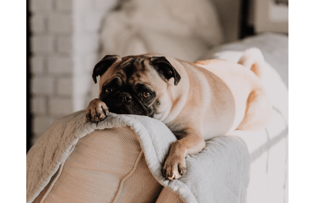Pet Friendly Furniture