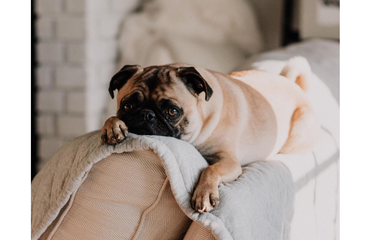 Pet Friendly Furniture