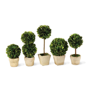 decorative succulents