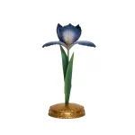 Chambray Iris