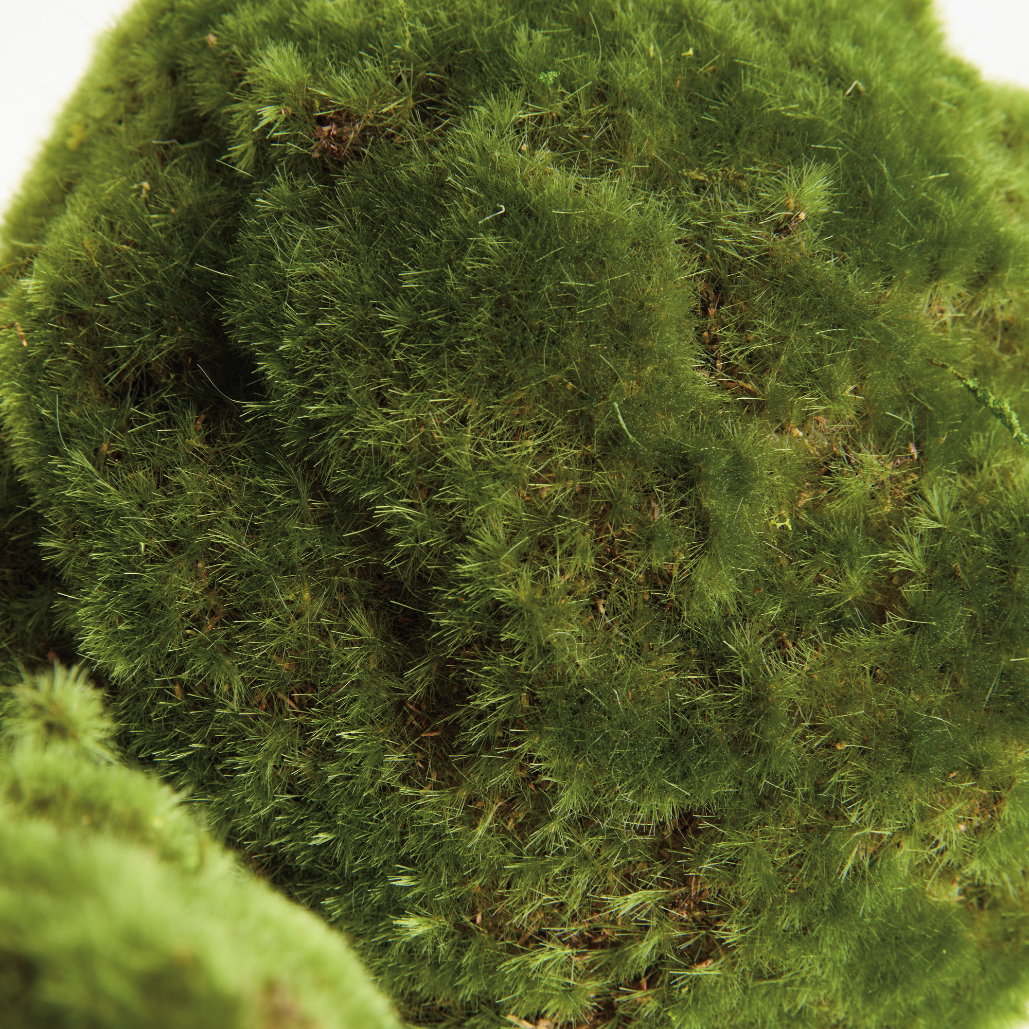 Moss Orbs, Set of 3